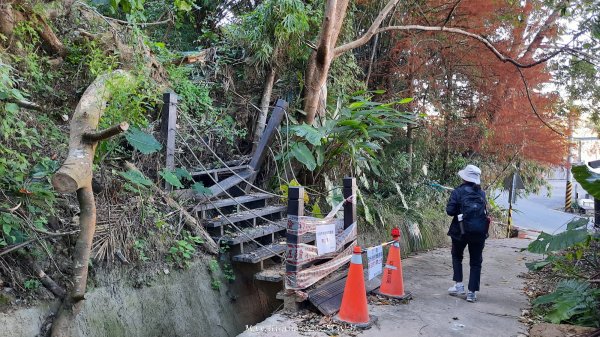 《台中》落雨松季｜石岡挑物古道O繞下情人木橋202501122687613