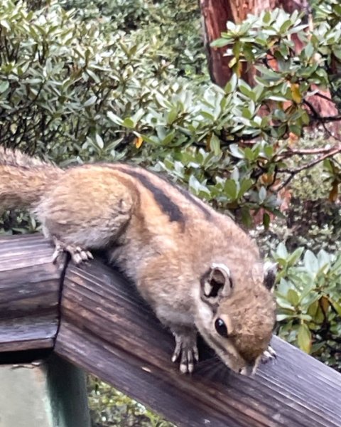 川藏深度之旅33天/A行程2901411