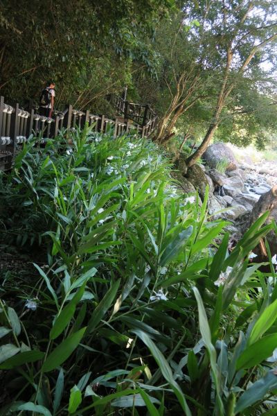 2016-10-4蓬萊溪護魚步道207099