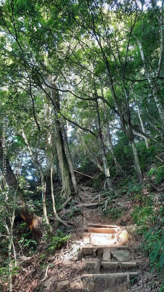 《新竹》斷崖神木｜北得拉曼步道小P繞202510172917483