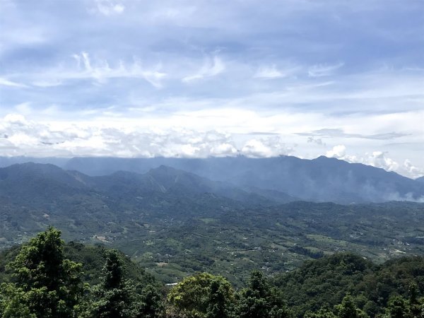 薑麻園桐花步道202006271965404