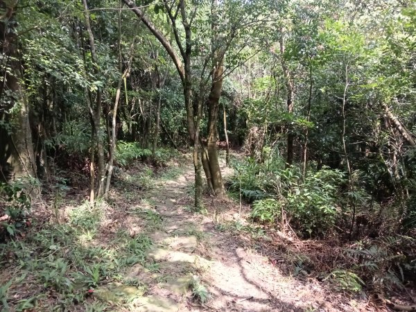 內湖區大丘田保甲路+開眼山+白石湖山+白石湖山東峰+大邱田山+消防山O型2858917