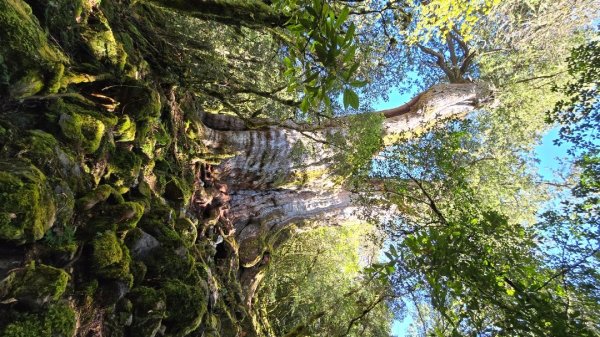 郡大林道19k之郡大神木群二刷～雲海滿出來～2451880