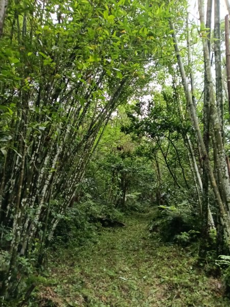 雙溪區平水+外柑腳山去回2784066