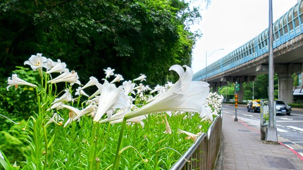 白石湖沒有百合花。晶片關稅2781535