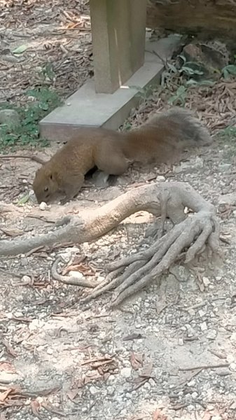 北柴山秘境之旅2754426