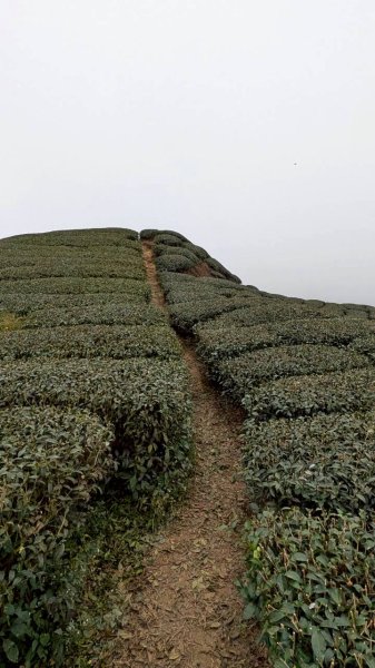雲嘉五連峰 (大尖山、二尖山、馬鞍山、梨子腳山、太平山)2991038
