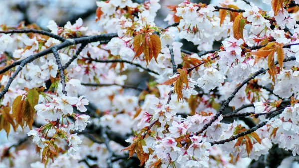 宮崎青島,母智丘,桷志田,櫻島,渡輪3027896