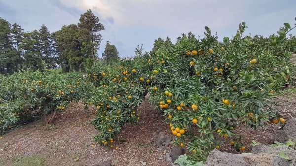 偶來小路走走2942603