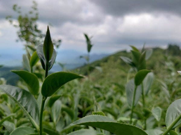 竹山大鞍大崙山2208190