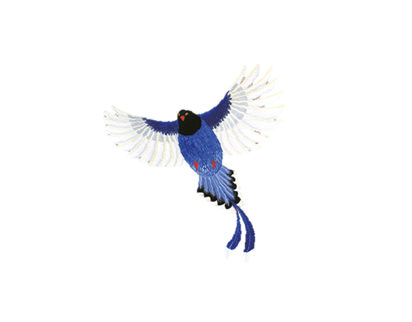 【森林之寶】八仙山國家森林遊樂區步道群－臺灣藍鵲