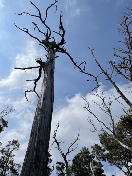 2020/03/12 那結山＆貴妃山 O形縱走1650331