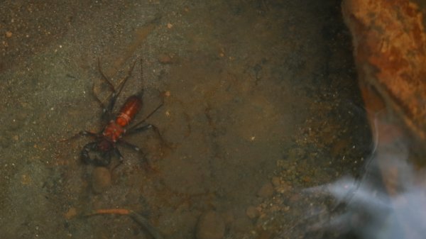 遇見淡水版花園鰻 - 半嶺水圳步道上游段 & 松溪瀑布2651116