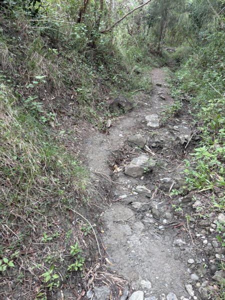 20251129大山母山步道2951869