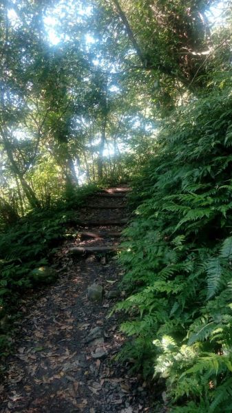 聖母登山步道O型走332321