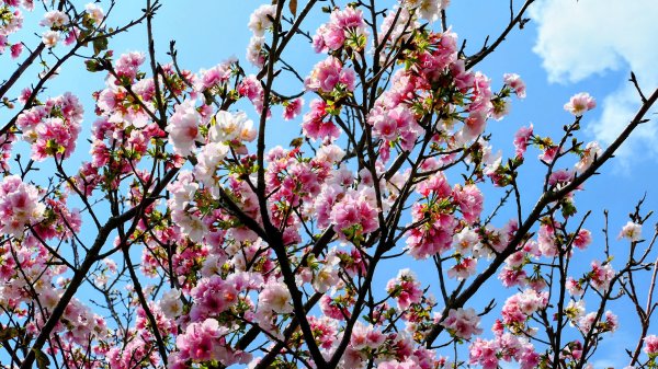十八份拐圳,陽峰古道,花鐘3017694
