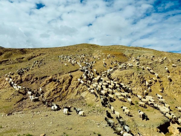 西藏♥️可愛動物🐎人物寫真/拉薩旅拍/美食2902932