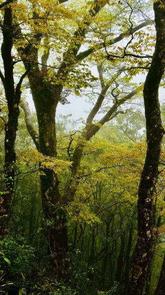 卡保石壁一葉蘭（耘夢谷上逐鹿山下O走）2809528