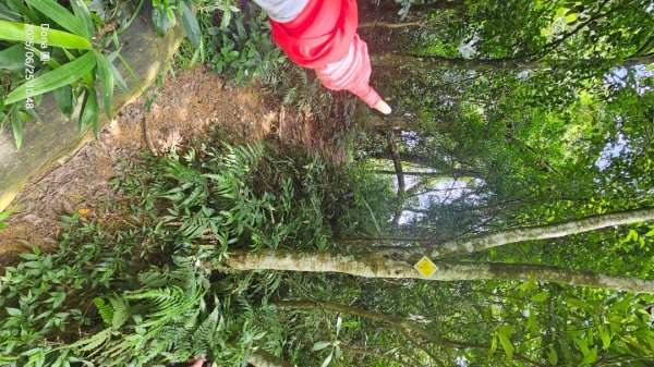 大溪大九芎步道上小百岳溪洲山(H577m)2844313