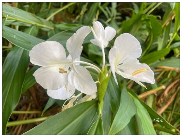 金龍湖、鷹石尖、老鷲尖、內溝山 O型一圈2966663