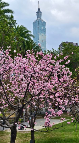 #虎山  #101大樓  #國父紀念館 #河津櫻 #中正紀念堂 2/193002704