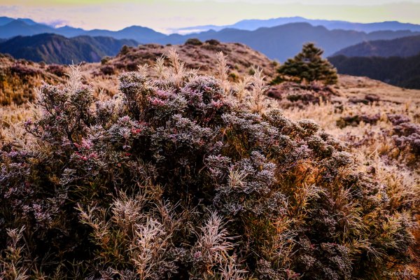 [冬訪大霸聖山岳參行]-榮耀桂冠B'bu' Papak聖稜精選輯2974730
