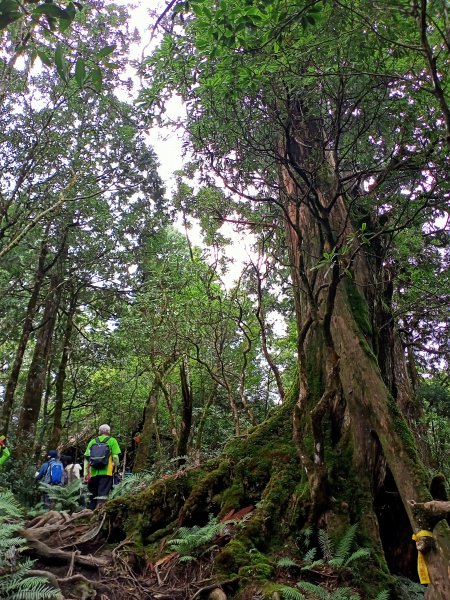 塔曼山：新北市第一高峰之樹的國度1860932