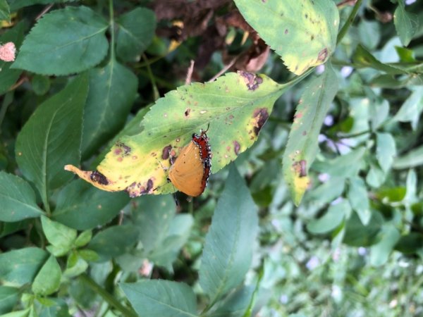 埔里彩蝶瀑布之國姓鄉眉冷山及糯米橋1466178