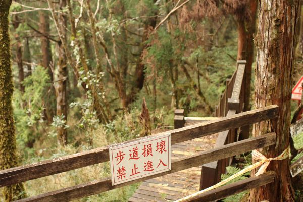 太平山檜木原始林步道181594