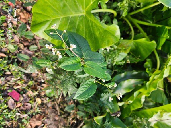 20251229石龜坑山上白石山下白石埤O走+阿姆坪2976745