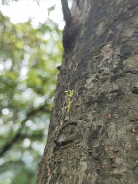 福源山步道-鶯歌大榕樹平台2847770