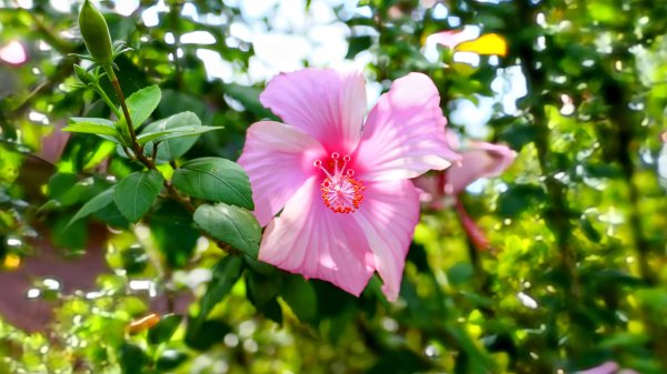 雙溪三柑Ｏ走2839873