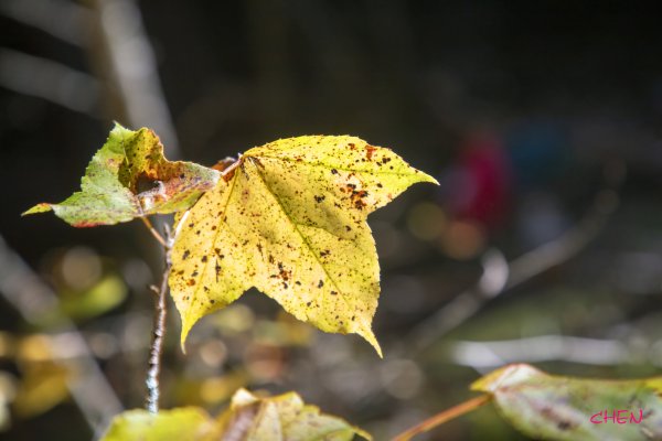 大小劍-油婆蘭全紀錄2674200