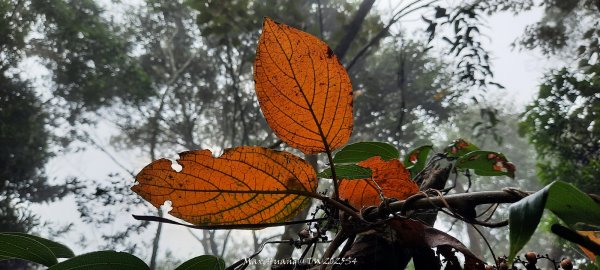 《苗栗》霧雨寒流｜三義三角山步道202512252969231