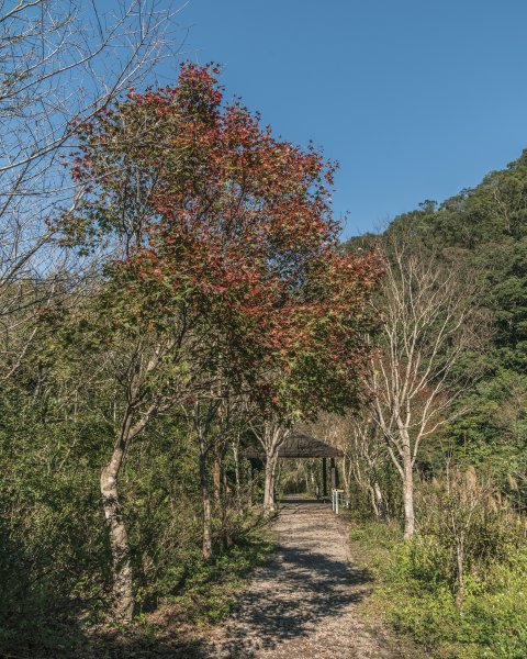 滿月圓雲瀑, 溪瀑與楓-202112141553441