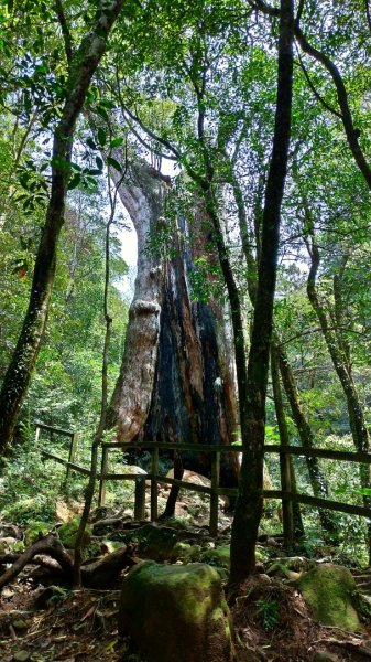 內鳥嘴山、北得拉曼長滿了【水晶蘭】895571