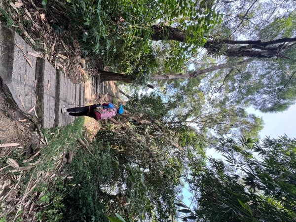 古坑地母廟走荷苞山(登山步道)訪小溪子山2946728