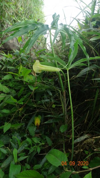 雲層帶東北季風狂吹，再度觀音圈911488