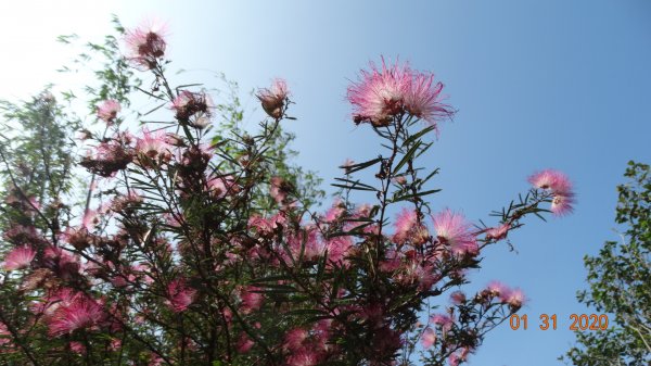 追花是簡單的快樂，賞花是恬淡的幸福3819023