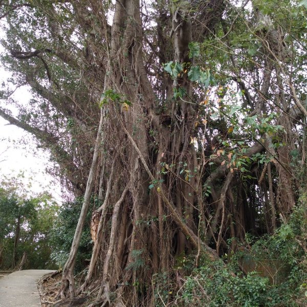 步道巡訪員 l 台東鯉魚山步道900934