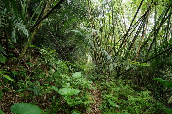 臺北 文山 指南山、猴山岳、魚衡山、大前坑山、猴山坑山、祥光寺後山、金頭山2774989