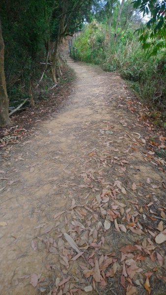 龍過脈森林步道1197220