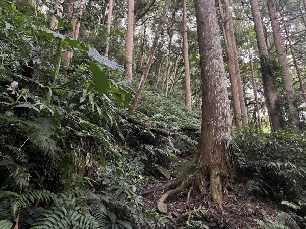 [皮皮獅探險隊-07/10] 2025_0719 油羅山步道2842698