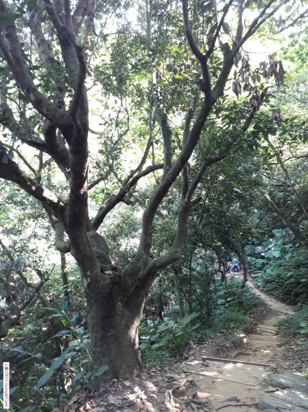 台中太平三汀山登山步道20181021439423