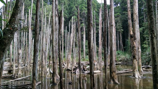 金柑樹山&忘憂森林步道20171023193208