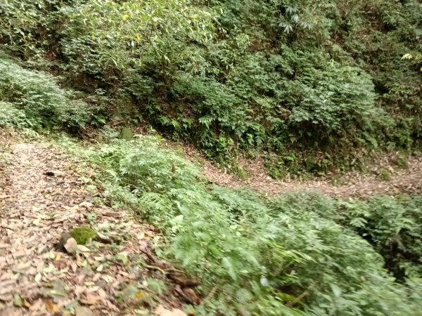 雙溪區打鐵寮山-鶯子嶺-坪溪山-烏山63號-烏山越嶺古道(坪溪山北峰)P字走3023812