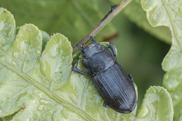 探訪台北溪流之美｜桶後越嶺古道（礁溪-烏來）2911751