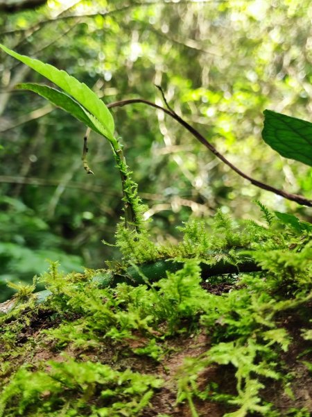 馬胎南坪古道2764749