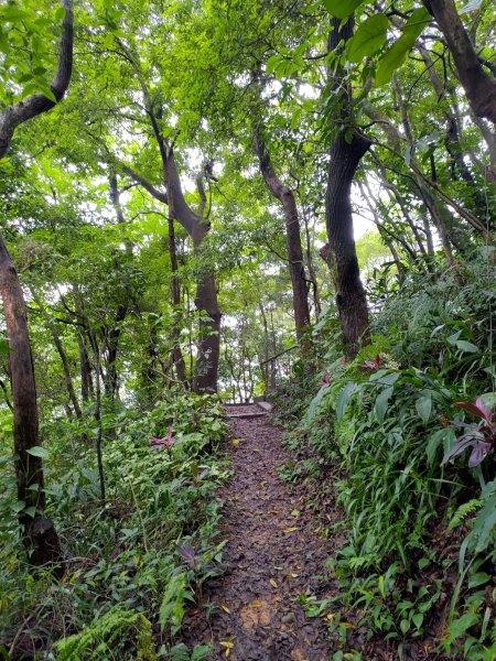 虎頭山小路亂走975334