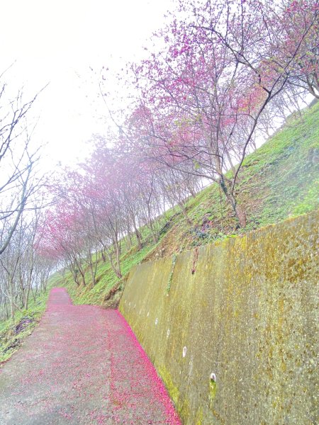 賞花順撿永興村、大車路    2024/01/242409992